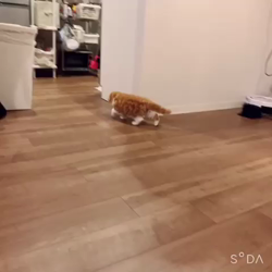 前野幹子ブリーダーからお迎えしたスコティッシュフォールド：もちぞうくん