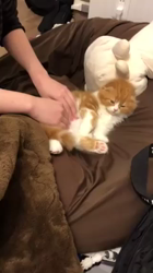 前野幹子ブリーダーからお迎えしたスコティッシュフォールド：もちぞうくん