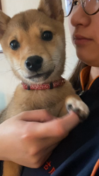 市川俊ブリーダーからお迎えした柴犬：福ちゃん