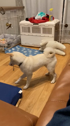 野村美智代ブリーダーからお迎えした柴犬：JJくん
