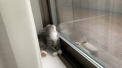 前野幹子ブリーダーからお迎えしたミヌエット：ルイくん