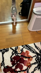 那々木亜弥ブリーダーからお迎えしたメインクーン：バロンくん