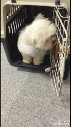 内藤福代ブリーダーからお迎えしたマルチーズ：ルカくん