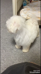 内藤福代ブリーダーからお迎えしたマルチーズ：ルカくん