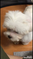 内藤福代ブリーダーからお迎えしたマルチーズ：ルカくん