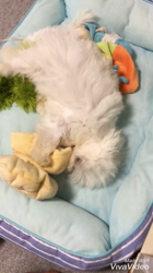 内藤福代ブリーダーからお迎えしたマルチーズ：ルカくん