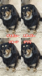 小野潤一郎ブリーダーからお迎えしたミニチュアダックスフンド(ロング)：Lukaくん