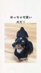 小野潤一郎ブリーダーからお迎えしたミニチュアダックスフンド(ロング)：Lukaくん