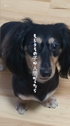 小野潤一郎ブリーダーからお迎えしたミニチュアダックスフンド(ロング)：Lukaくん