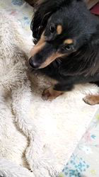 小野潤一郎ブリーダーからお迎えしたミニチュアダックスフンド(ロング)：Lukaくん