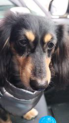 小野潤一郎ブリーダーからお迎えしたミニチュアダックスフンド(ロング)：Lukaくん