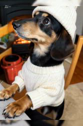 小野潤一郎ブリーダーからお迎えしたミニチュアダックスフンド(ロング)：Lukaくん