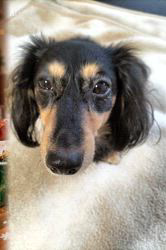 小野潤一郎ブリーダーからお迎えしたミニチュアダックスフンド(ロング)：Lukaくん