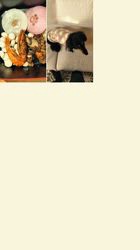 小野潤一郎ブリーダーからお迎えしたミニチュアダックスフンド(ロング)：Lukaくん