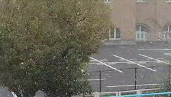 小野潤一郎ブリーダーからお迎えしたミニチュアダックスフンド(ロング)：Lukaくん