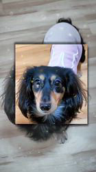 小野潤一郎ブリーダーからお迎えしたミニチュアダックスフンド(ロング)：Lukaくん