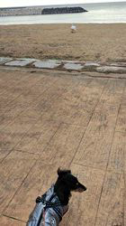 小野潤一郎ブリーダーからお迎えしたミニチュアダックスフンド(ロング)：Lukaくん