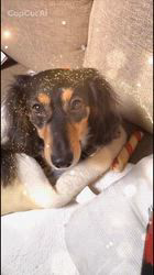 小野潤一郎ブリーダーからお迎えしたミニチュアダックスフンド(ロング)：Lukaくん