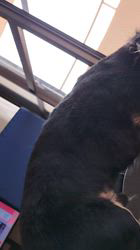 小野潤一郎ブリーダーからお迎えしたミニチュアダックスフンド(ロング)：Lukaくん