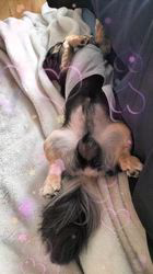 小野潤一郎ブリーダーからお迎えしたミニチュアダックスフンド(ロング)：Lukaくん