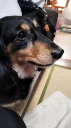 小野潤一郎ブリーダーからお迎えしたミニチュアダックスフンド(ロング)：Lukaくん