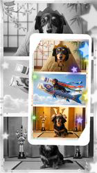 小野潤一郎ブリーダーからお迎えしたミニチュアダックスフンド(ロング)：Lukaくん