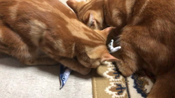 高橋英美ブリーダーからお迎えしたアメリカンショートヘア：龍之介くん