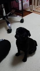 森保香代子ブリーダーからお迎えしたパグ：らむちゃん