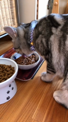 前野幹子ブリーダーからお迎えしたマンチカン：ルナちゃん