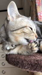 前野幹子ブリーダーからお迎えしたマンチカン：ルナちゃん