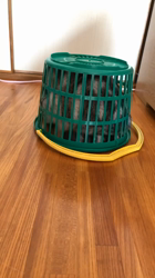 前野幹子ブリーダーからお迎えしたマンチカン：ルナちゃん