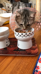 前野幹子ブリーダーからお迎えしたマンチカン：ルナちゃん