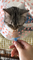 前野幹子ブリーダーからお迎えしたマンチカン：ルナちゃん