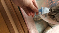 前野幹子ブリーダーからお迎えしたマンチカン：ルナちゃん