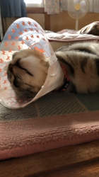 前野幹子ブリーダーからお迎えしたマンチカン：ルナちゃん