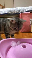 前野幹子ブリーダーからお迎えしたマンチカン：ルナちゃん