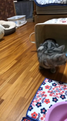 前野幹子ブリーダーからお迎えしたマンチカン：ルナちゃん