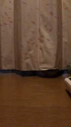 前野幹子ブリーダーからお迎えしたマンチカン：ルナちゃん