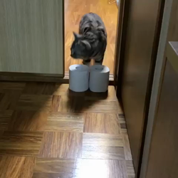 前野幹子ブリーダーからお迎えしたマンチカン：ルナちゃん