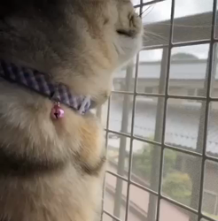 前野幹子ブリーダーからお迎えしたマンチカン：ルナちゃん