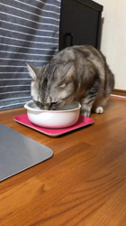 前野幹子ブリーダーからお迎えしたマンチカン：ルナちゃん