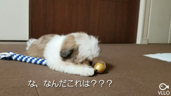 大迫貴代美ブリーダーからお迎えしたシーズー：Maruちゃん