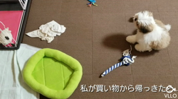 大迫貴代美ブリーダーからお迎えしたシーズー：Maruちゃん
