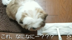 大迫貴代美ブリーダーからお迎えしたシーズー：Maruちゃん