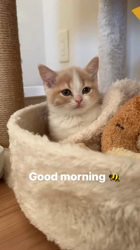 清洋一ブリーダーからお迎えしたマンチカン：はちみつちゃん