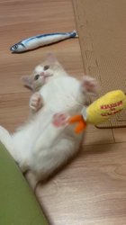 清洋一ブリーダーからお迎えしたマンチカン：はちみつちゃん