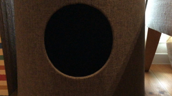 中野由利子ブリーダーからお迎えしたスコティッシュフォールド：モリー🐈ちゃん