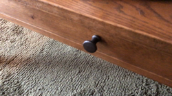 中野由利子ブリーダーからお迎えしたスコティッシュフォールド：モリー🐈ちゃん