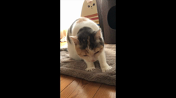 中野由利子ブリーダーからお迎えしたスコティッシュフォールド：モリー🐈ちゃん