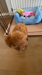 藤田充ブリーダーからお迎えしたトイプードル：ココくん